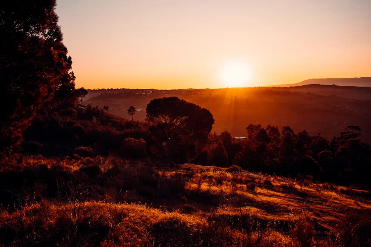 Golden sunrise light washing over the Portuguese valley with pine trees and wild grass in the foreground