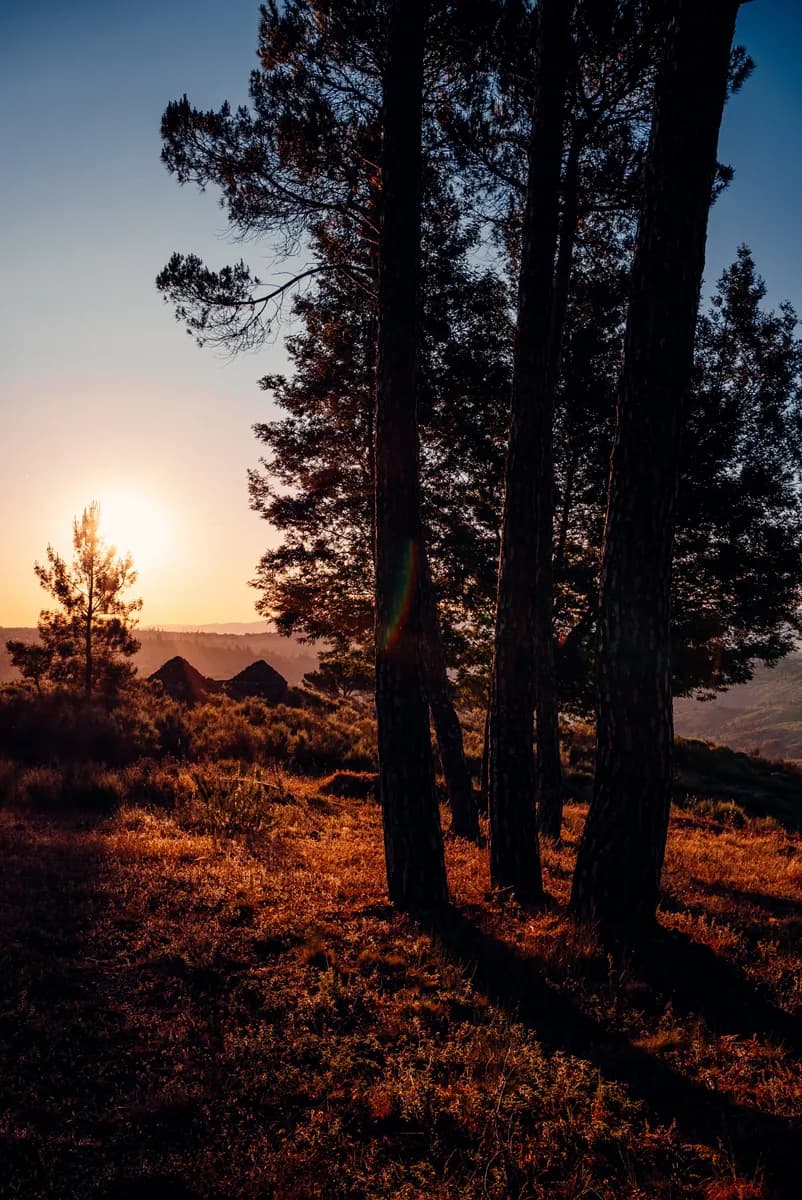 Sunset glowing through pine tree trunks on the hillside at Quinta do Rabaçal, golden light on wild grass