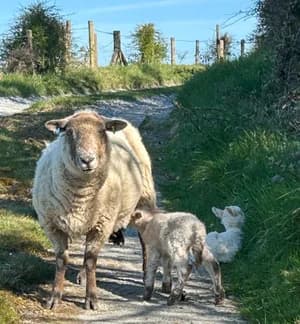 Sheep and lambs on a country path near the retreat