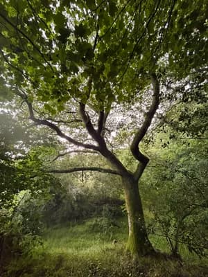 Light streaming through ancient trees in the Welsh valley where morning movement takes place